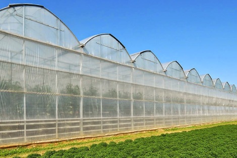 Polyethylene Greenhouses (2)